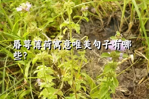 唇萼薄荷寓意唯美句子有哪些？