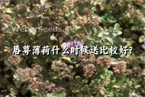 唇萼薄荷什么时候送比较好？