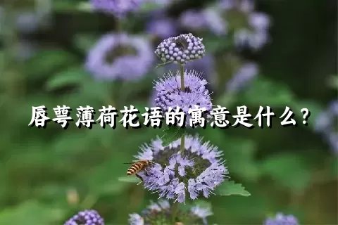 唇萼薄荷花语的寓意是什么？