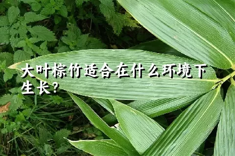 大叶棕竹适合在什么环境下生长？