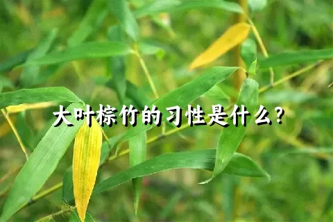 大叶棕竹的习性是什么？