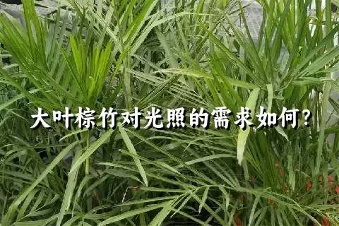 大叶棕竹对光照的需求如何？