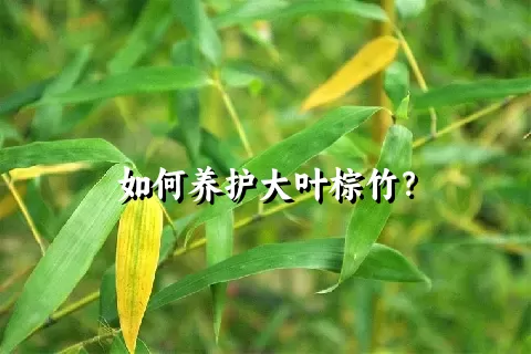 如何养护大叶棕竹？