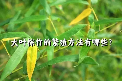 大叶棕竹的繁殖方法有哪些？