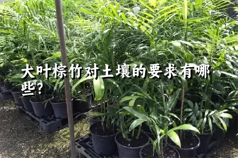 大叶棕竹对土壤的要求有哪些？