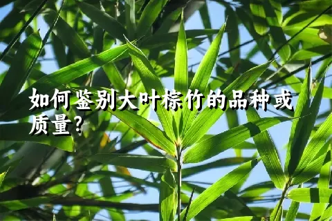 如何鉴别大叶棕竹的品种或质量？