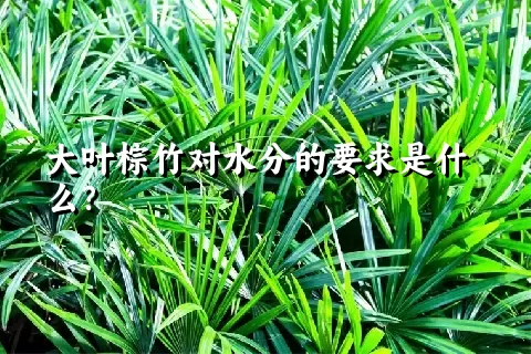 大叶棕竹对水分的要求是什么？