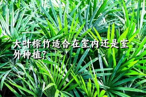 大叶棕竹适合在室内还是室外种植？