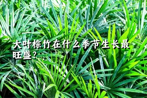 大叶棕竹在什么季节生长最旺盛？