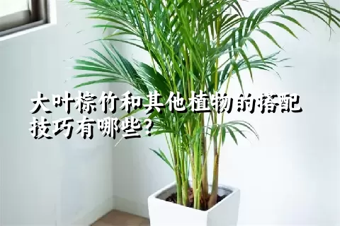 大叶棕竹和其他植物的搭配技巧有哪些？