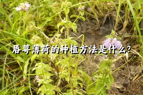 唇萼薄荷的种植方法是什么？