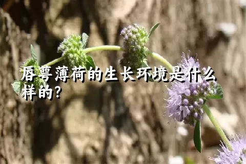 唇萼薄荷的生长环境是什么样的？