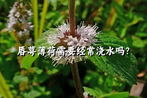 唇萼薄荷需要经常浇水吗？