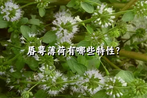 唇萼薄荷有哪些特性？