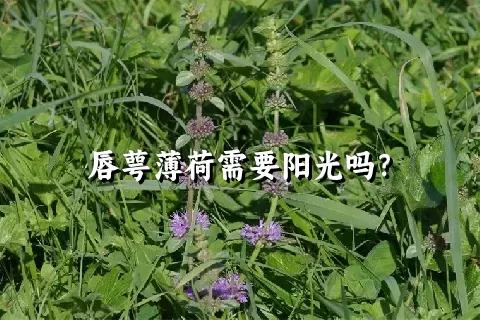 唇萼薄荷需要阳光吗？