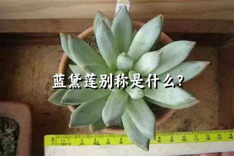 蓝黛莲别称是什么？