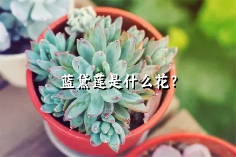 蓝黛莲是什么花？