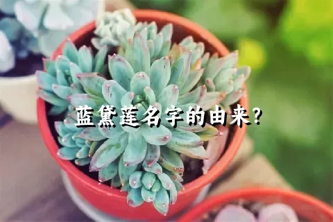 蓝黛莲名字的由来？