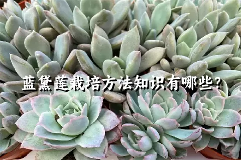 蓝黛莲栽培方法知识有哪些？