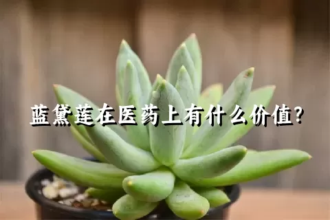 蓝黛莲在医药上有什么价值？