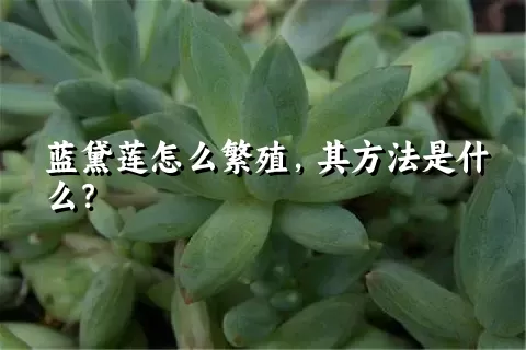 蓝黛莲怎么繁殖，其方法是什么？