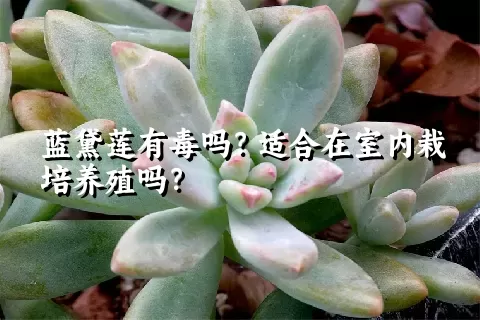 蓝黛莲有毒吗？适合在室内栽培养殖吗？