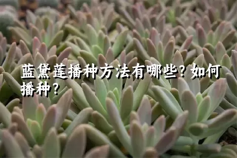 蓝黛莲播种方法有哪些？如何播种？