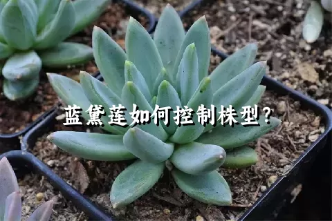 蓝黛莲如何控制株型？