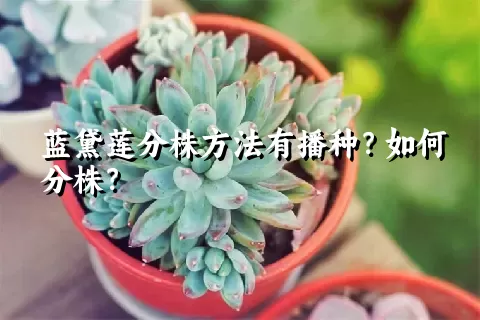 蓝黛莲分株方法有播种？如何分株？