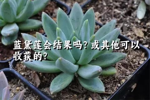 蓝黛莲会结果吗？或其他可以收获的？