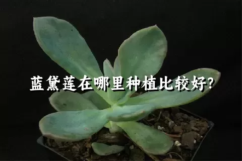 蓝黛莲在哪里种植比较好？