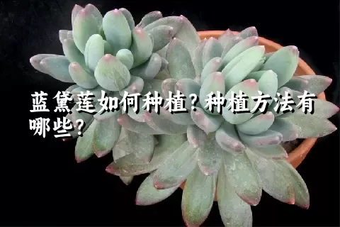 蓝黛莲如何种植？种植方法有哪些？