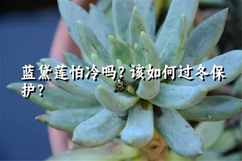 蓝黛莲怕冷吗？该如何过冬保护？