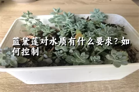 蓝黛莲对水质有什么要求？如何控制