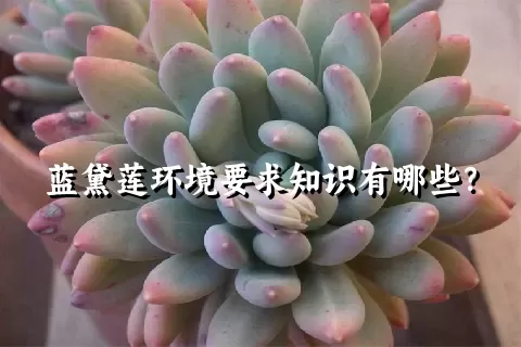 蓝黛莲环境要求知识有哪些？