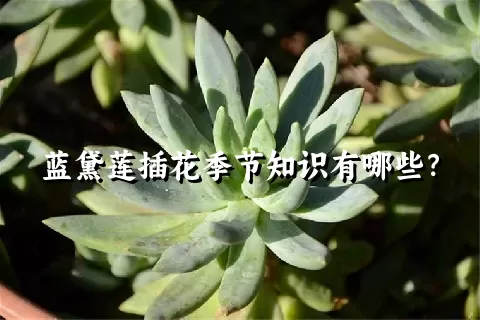 蓝黛莲插花季节知识有哪些？