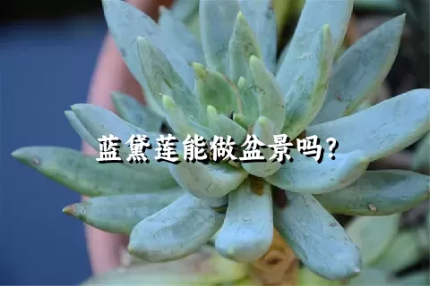 蓝黛莲能做盆景吗？