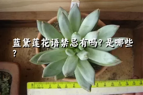 蓝黛莲花语禁忌有吗？是哪些？