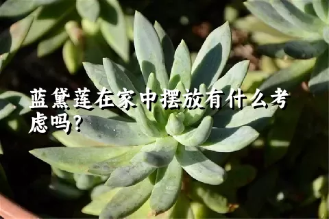 蓝黛莲在家中摆放有什么考虑吗？