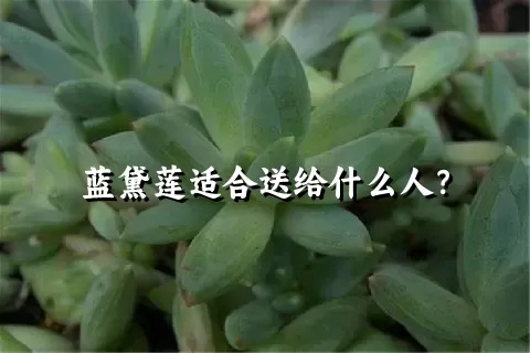 蓝黛莲适合送给什么人？