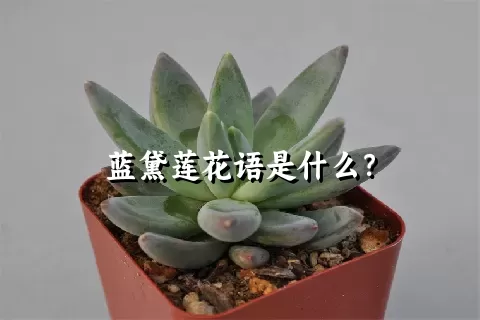 蓝黛莲花语是什么？