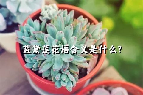 蓝黛莲花语含义是什么？