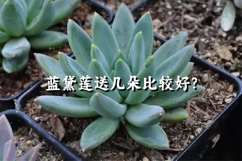 蓝黛莲送几朵比较好？