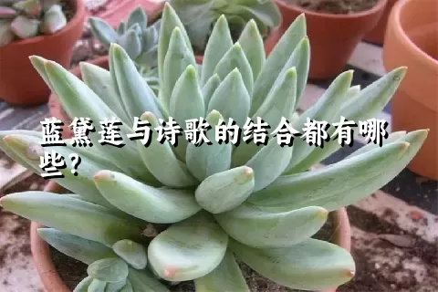 蓝黛莲与诗歌的结合都有哪些？