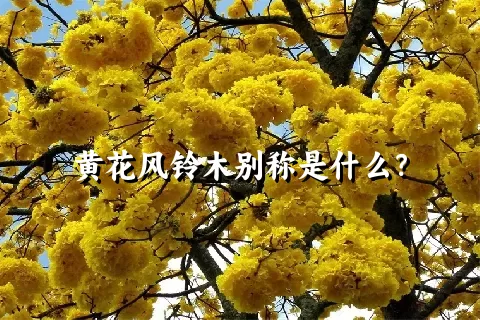 黄花风铃木别称是什么？