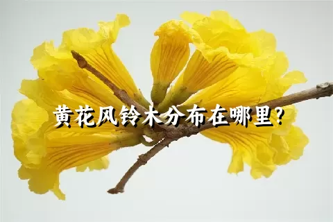 黄花风铃木分布在哪里?