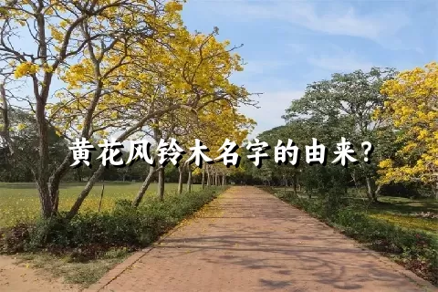 黄花风铃木名字的由来？