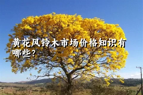 黄花风铃木市场价格知识有哪些？