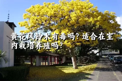 黄花风铃木有毒吗？适合在室内栽培养殖吗？