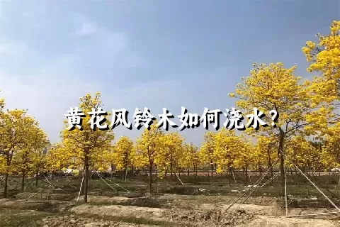 黄花风铃木如何浇水？